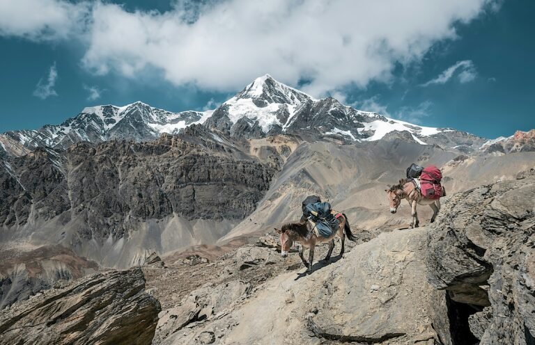 Pack donkeys on the Everest Base Camp trail — a common sight on the route to Lukla and Namche Bazaar and a consideration in guided vs independent EBC trek