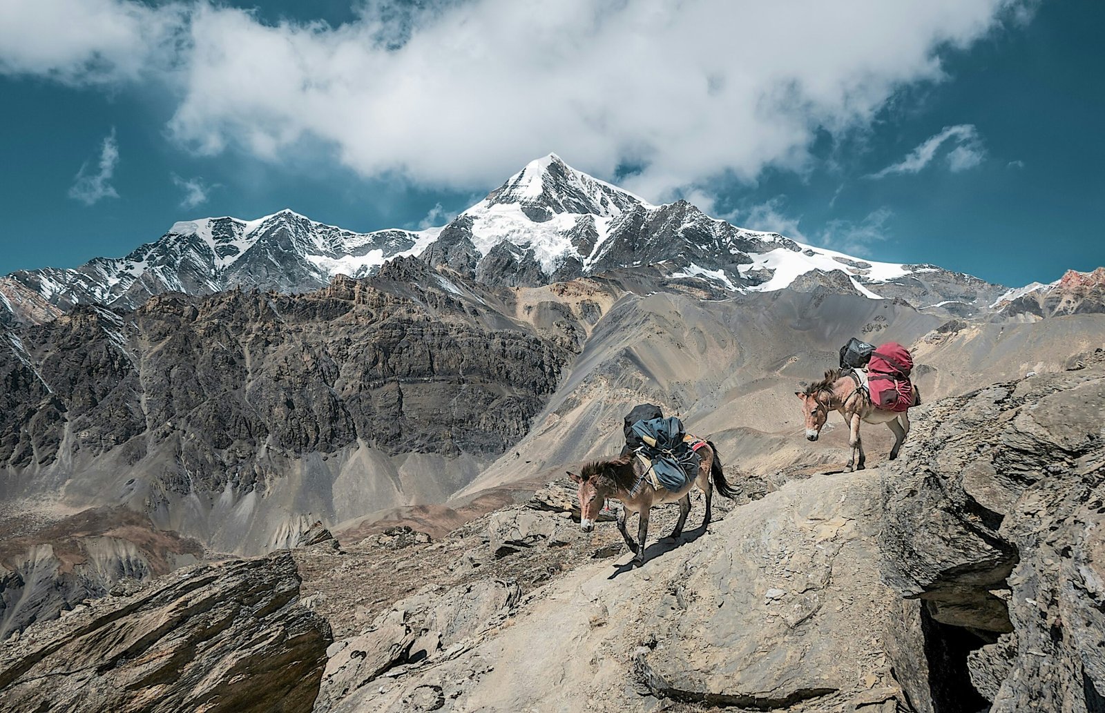 Pack donkeys on the Everest Base Camp trail — a common sight on the route to Lukla and Namche Bazaar and a consideration in guided vs independent EBC trek
