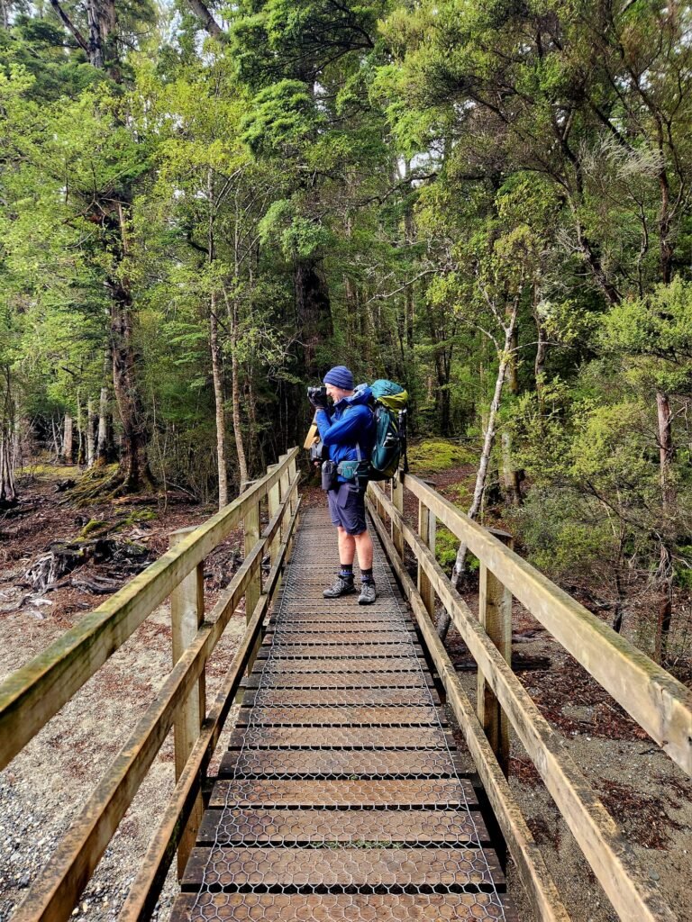 Trekker on a wooden bridge through beech forest on Day 1 of the Kepler Track, Fiordland