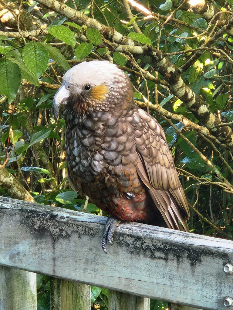 Kaka visit at the end of the Rakiura Track on Stewart Island — New Zealand's most southerly Great Walk through southern bush and coastal forest
