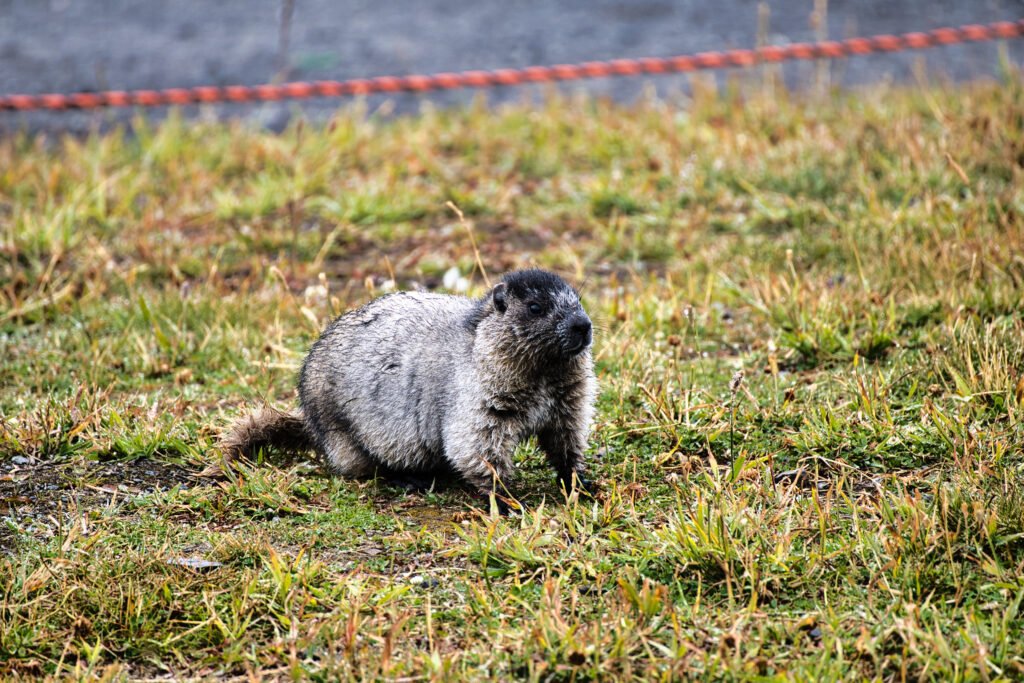 A hoary marmot at the top of the Whistler Village Gondola